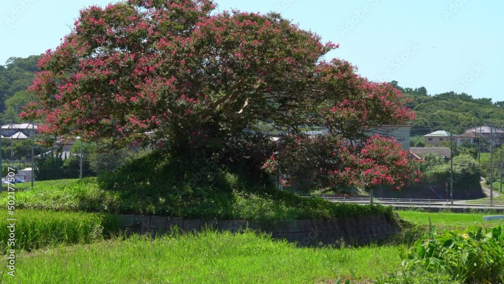 flower of the crape myrtle are in bloom in　countryside Japan. Without sounds