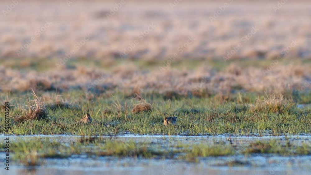 Common snipe feeding in wetland flooded meadow close up in morning sunlight Common snipe feeding in wetland flooded meadow close up in morning sunlight