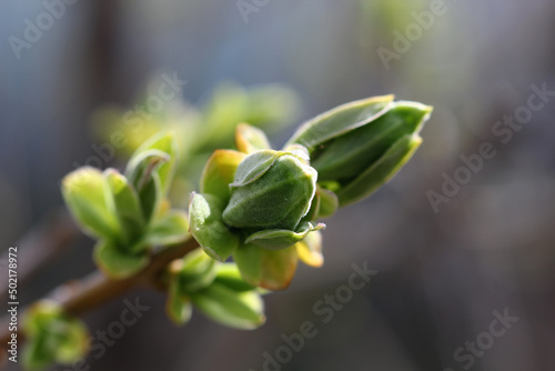 swollen lilac bud close-up on a blurry background before flowering