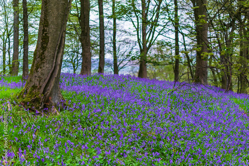 bluebells in the woods