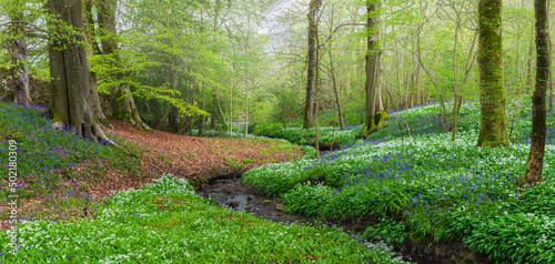 Bluebells and wild garlic in the forest