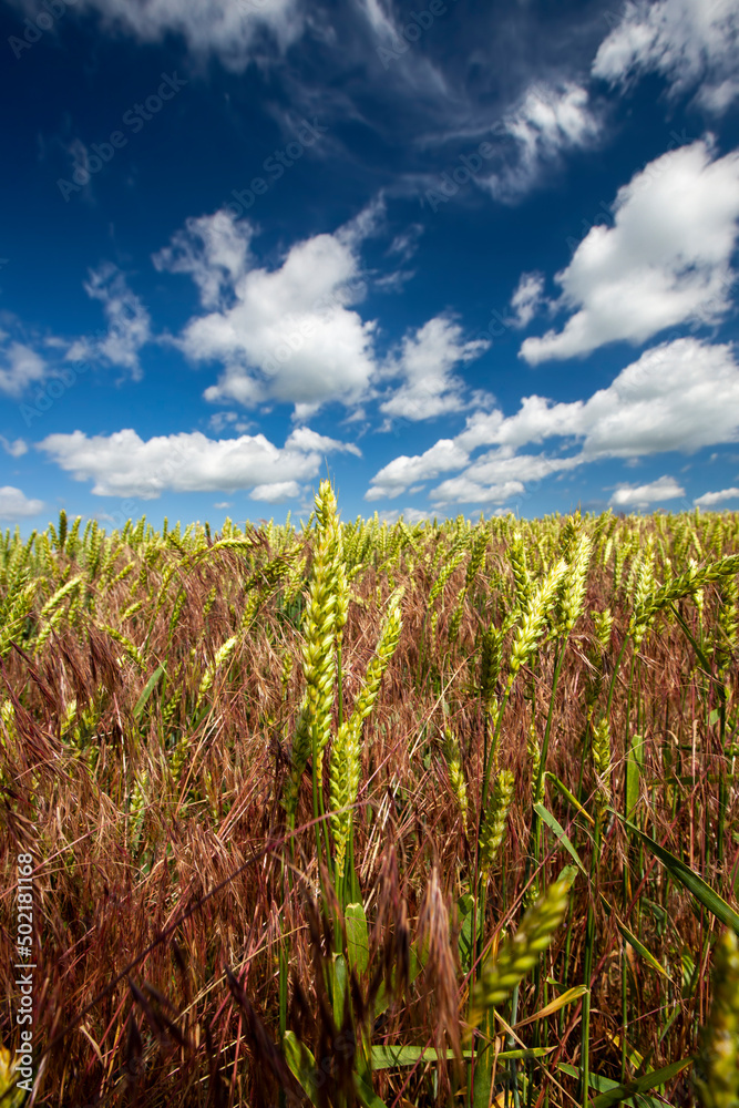 agricultural field where cereal wheat is grown agricultural field where cereal wheat is grown