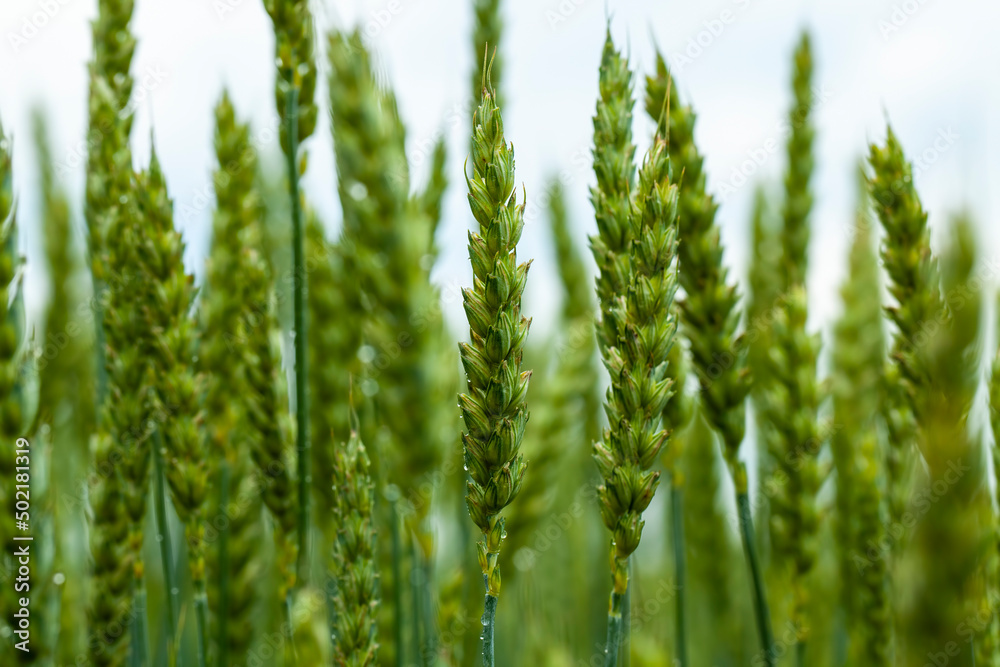 an agricultural field where cereal wheat is grown an agricultural field where cereal wheat is grown