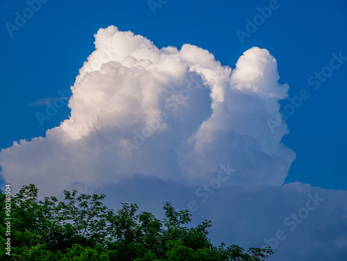 Sunlit top of the massive rain cloud, Cumulus congestus, in the blue sky above the treetops in the early evening © Pavel Rumlena