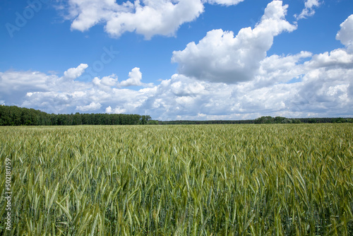 green cereal field with wheat in summer