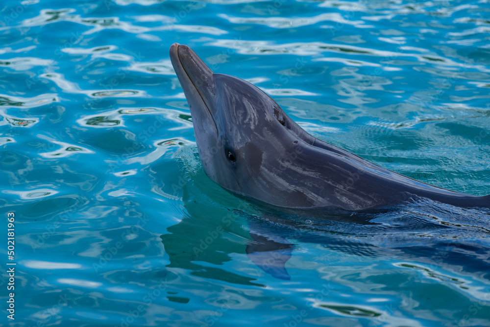 Obraz premium dolphin in the water