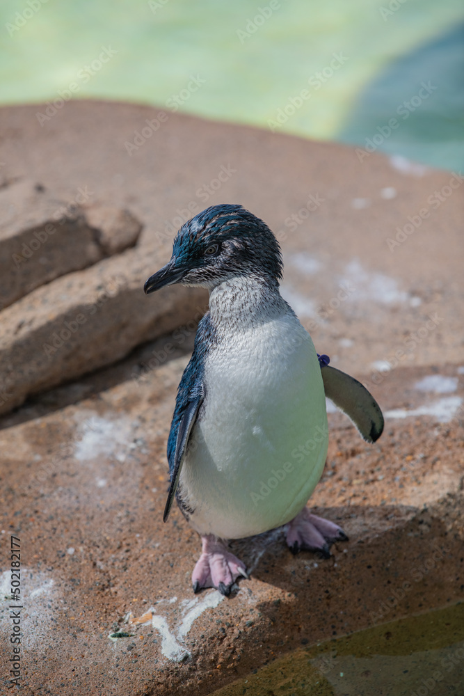 Fototapeta premium penguin on the beach