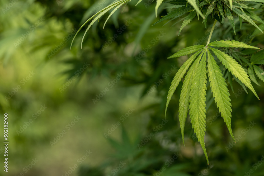 Fototapeta premium Marijuana or Cannabis Leaf background, Growing organic cannabis background herb on the farm, Cannabis leaves of a plant.
