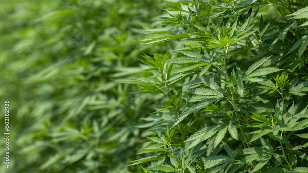 Marijuana or Cannabis Leaf background, Growing organic cannabis background herb on the farm, Cannabis leaves of a plant. Marijuana or Cannabis Leaf background, Growing organic cannabis background herb on the farm, Cannabis leaves of a plant.