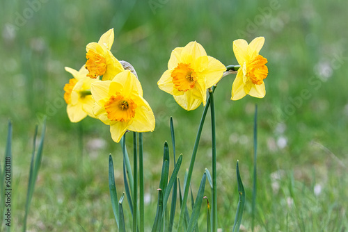 Daffodils at Easter time on a meadow. Yellow white flowers shine against the green grass.