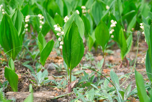 Lily of the valley on the forest floor. green leaves, white flowers. Early bloomers