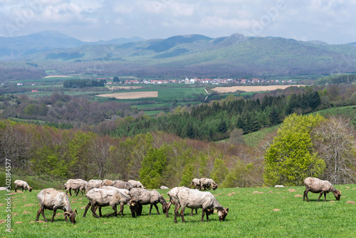 Sheared sheep. Burguete. Navarrese Pyrenees