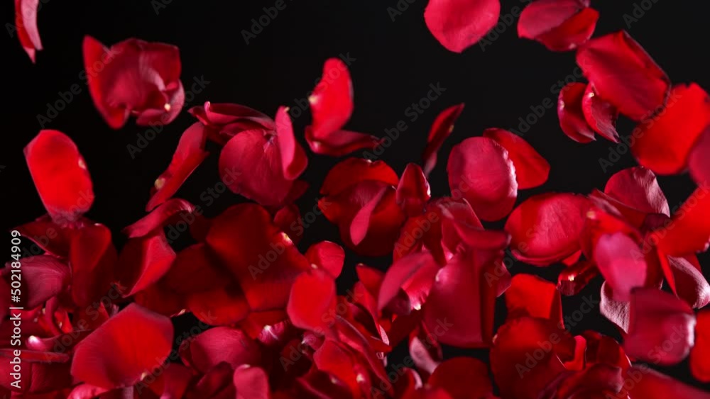 Super slow motion shot of real red rose petals explosion isolated on black background at 1000 fps. Super slow motion shot of real red rose petals explosion isolated on black background at 1000 fps.