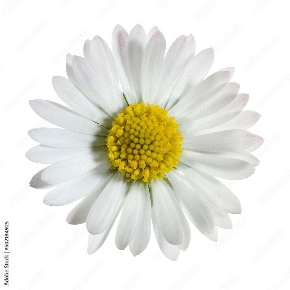 small daisy flower viewed from above and isolated on white background
