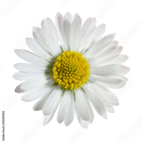 small daisy flower viewed from above and isolated on white background 