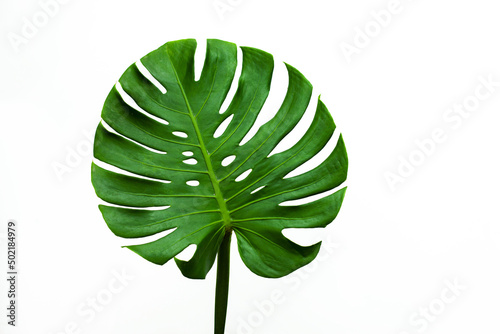 closeup beautiful Monstera leaf isolated on white background, Flat lay