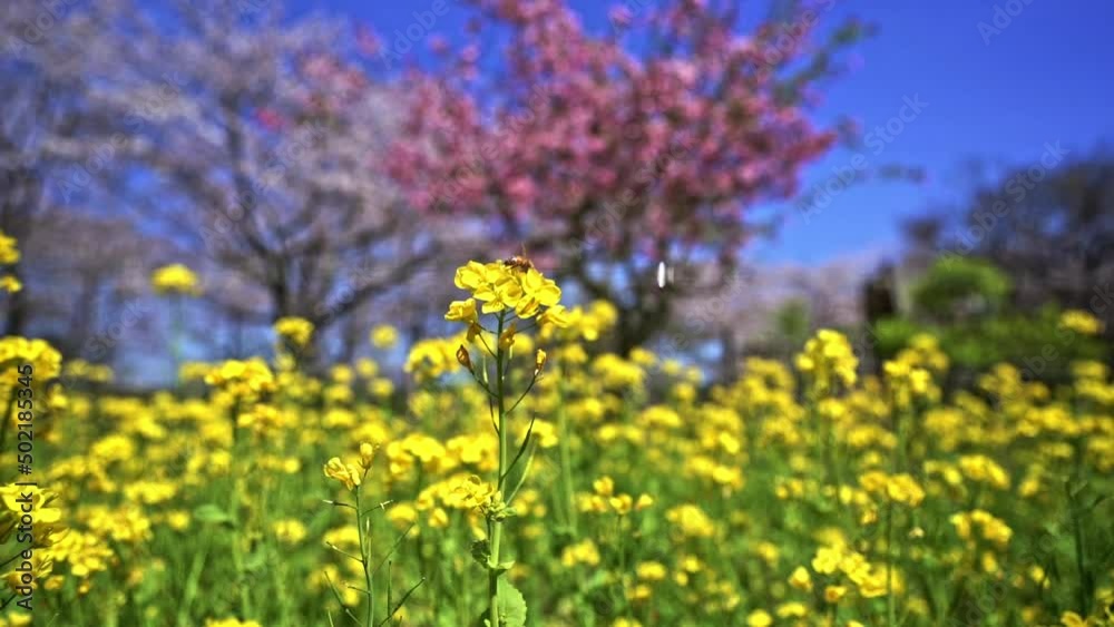 Yellow Flowers in Foreground With Beautiful Pink Sakura Tree In Blurred Background. static Yellow Flowers in Foreground With Beautiful Pink Sakura Tree In Blurred Background. static