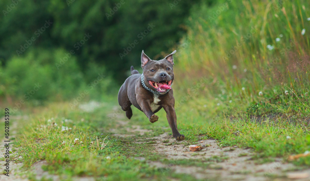 Happy american staffordshire terrier dog running on the field