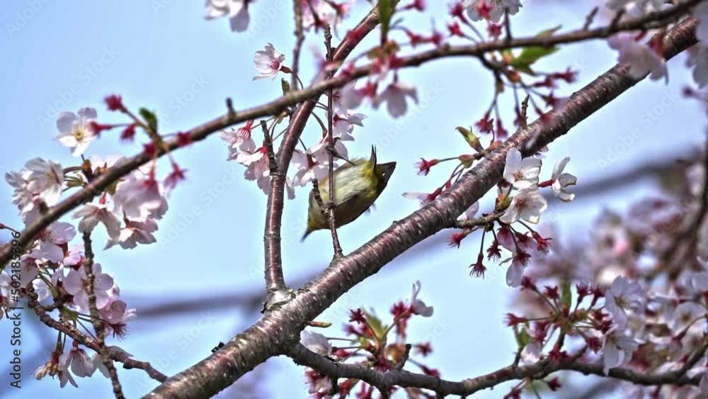 A Small Bird And Pink Flowers - Selective Focus Shot A Small Bird And Pink Flowers - Selective Focus Shot