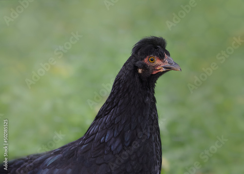 Close up of young black Poland chicken