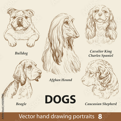 Set of hand drawing dogs part 8 vector illustration
