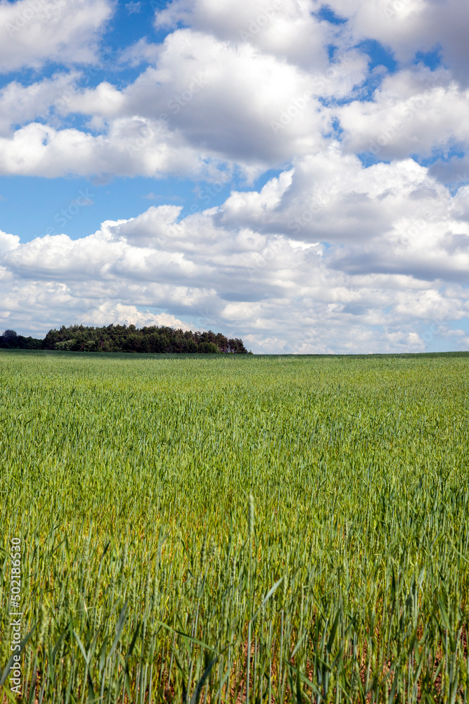 Fototapeta premium green cereal field with wheat in summer