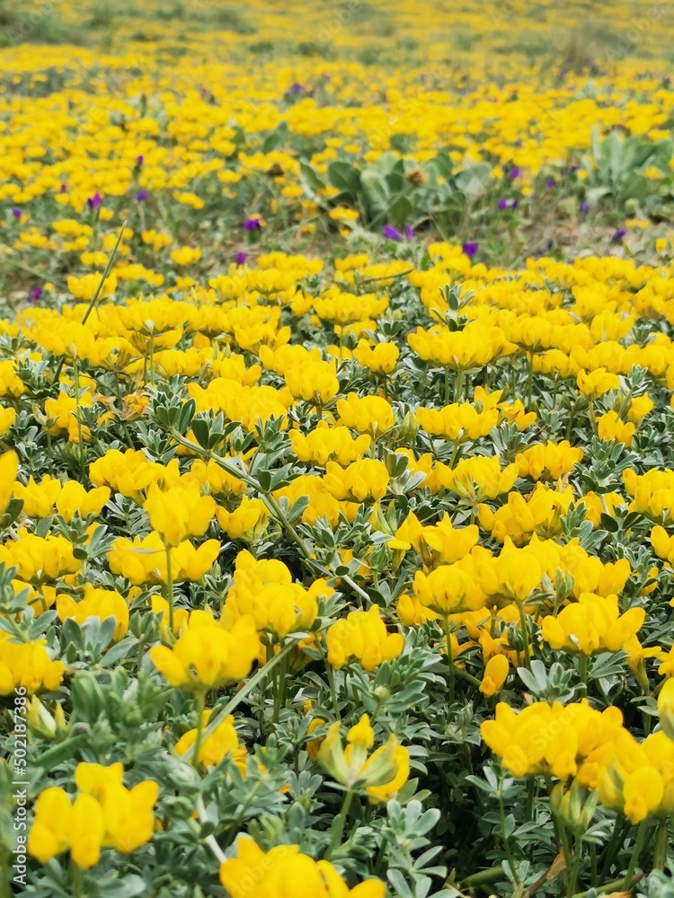 Obraz premium Field of yellow flowers. Lotus creticus. Sea cuckoo. Perennial herb. Mediterranean