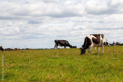 grazing a herd of cows in a field with green grass in summer