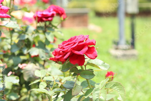 roses in garden