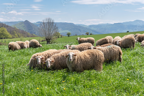 Flock of sheep in extensive farming. Aezkoa. Navarrese Pyrenees