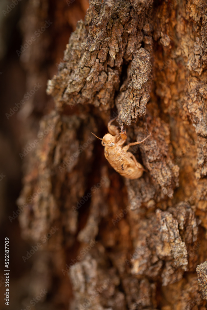 Beautiful nature scene macro cicadas molting on the tree. Cicadas grow up into adult insects. Beautiful nature scene macro cicadas molting on the tree. Cicadas grow up into adult insects.
