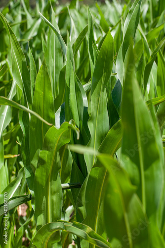 young green corn in the summer
