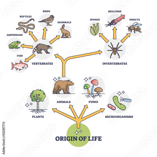 Origin of life and wildlife evolution from beginning species outline diagram. Labeled educational nature development from plants, animals, fungi and microorganisms to vertebrates vector illustration.