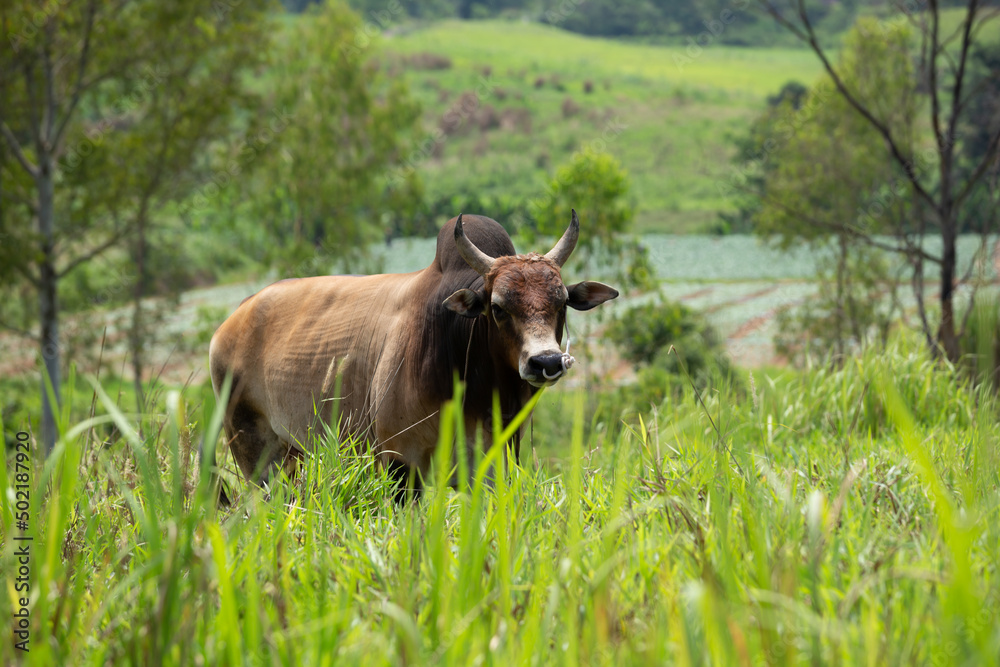 Cows grazing on the green fields in the hills. Cows grazing on the green fields in the hills.
