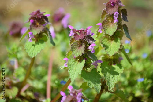 Purple Dead-nettle Medicinal Herb on Field