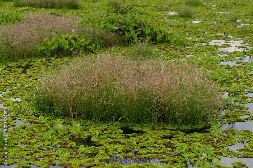 Salvinia cucullata (Roxb. ex Bory) or water fern growing to thick mat, floating on water, top view. Salvinia cucullata floating on water Salvinia cucullata (Roxb. ex Bory) or water fern growing to thick mat, floating on water, top view. Salvinia cucullata floating on water