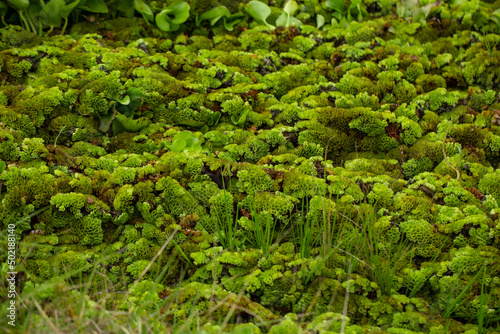 Salvinia cucullata (Roxb. ex Bory) or water fern growing to thick mat, floating on water, top view. Salvinia cucullata floating on water