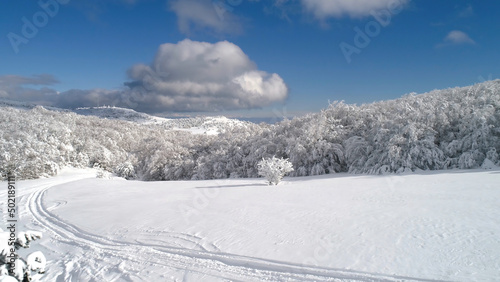 Top view of the forest in winter. Shot. Top view of snowy forest trees. Winter landscape in the forest. Frosty forest. Nature