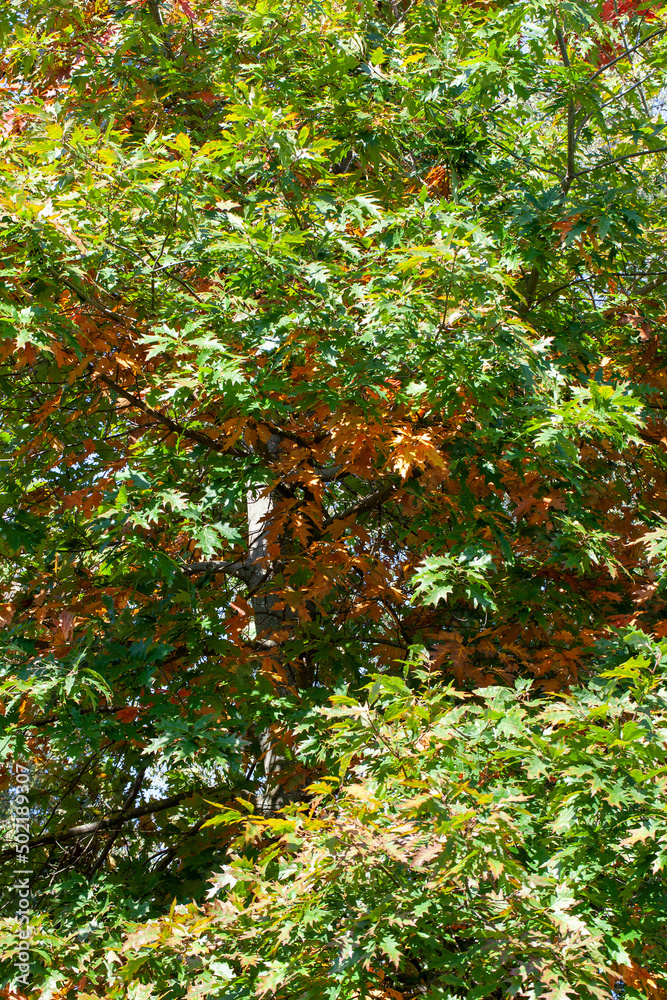 oak foliage turning yellow in autumn during leaf fall oak foliage turning yellow in autumn during leaf fall