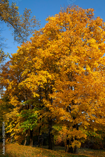 Fototapeta Naklejka Na Ścianę i Meble -  foliage of trees in the park in the autumn season
