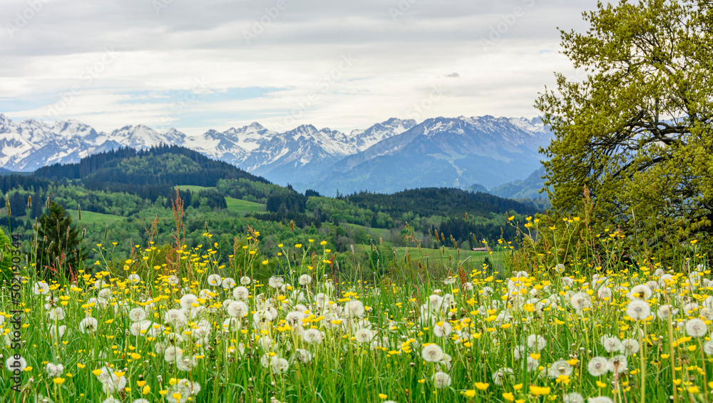 Kräuterwiese in den Allgäuer Alpen nahe Sonthofen an einem wolkigen Frühlingstag
