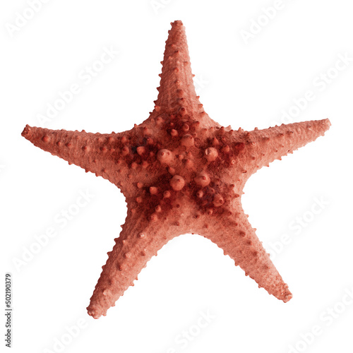 The caribbean starfish on a white background, close up and cut out