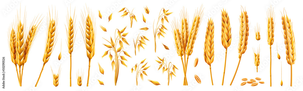 Oats and wheat, rye and barley spikelets and stems. Vector 3d realistic set, cartoon bundle of cereal growing plant with dry texture and seeds. Agriculture and harvesting wholegrain product - obrazy, fototapety, plakaty 