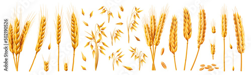 Foto Oats and wheat, rye and barley spikelets and stems