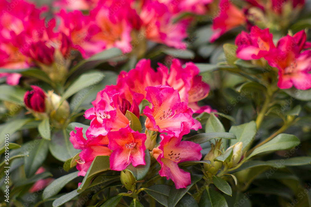 Blooming red rhododendron flowers in a garden Blooming red rhododendron flowers in a garden