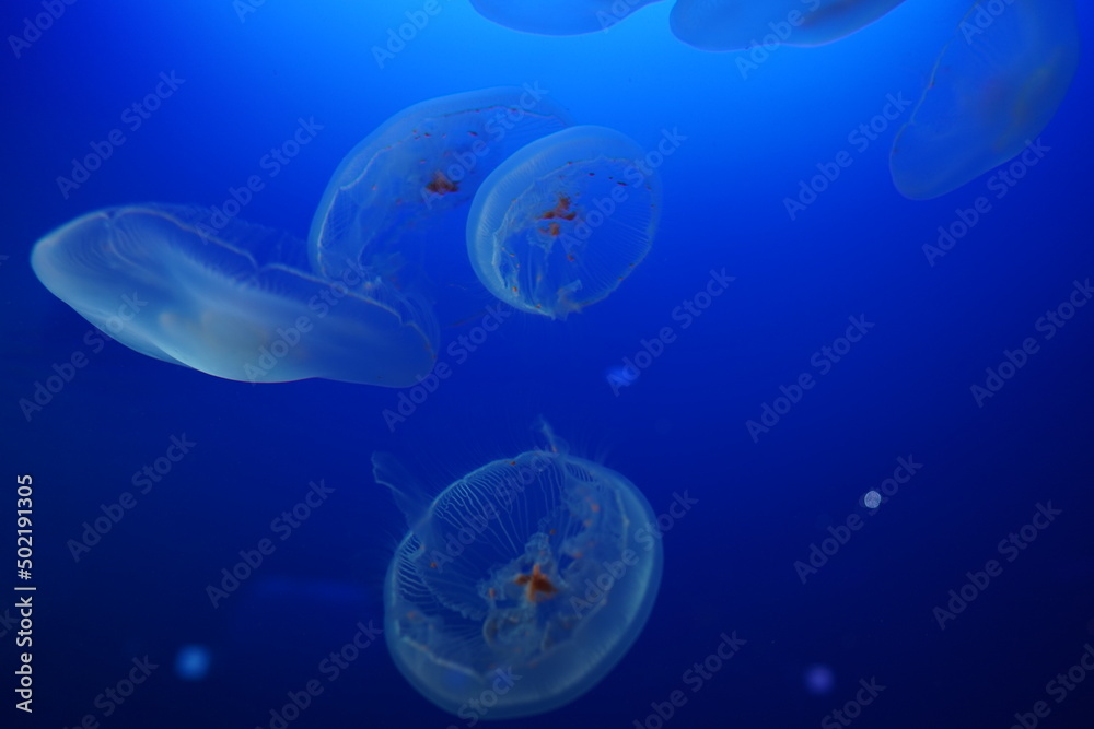 クラゲ クラゲ