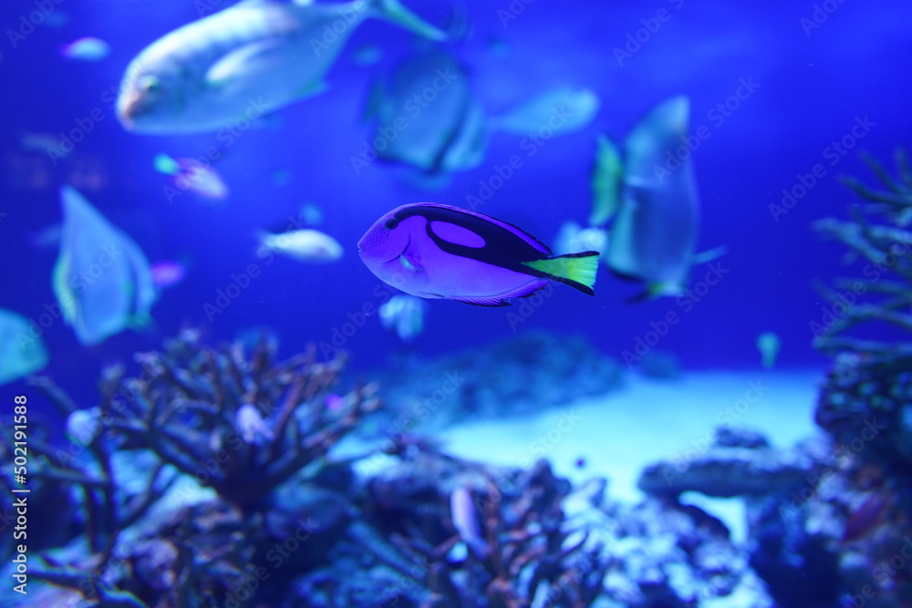 Obraz premium 魚