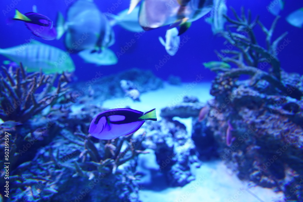 Fototapeta premium 魚