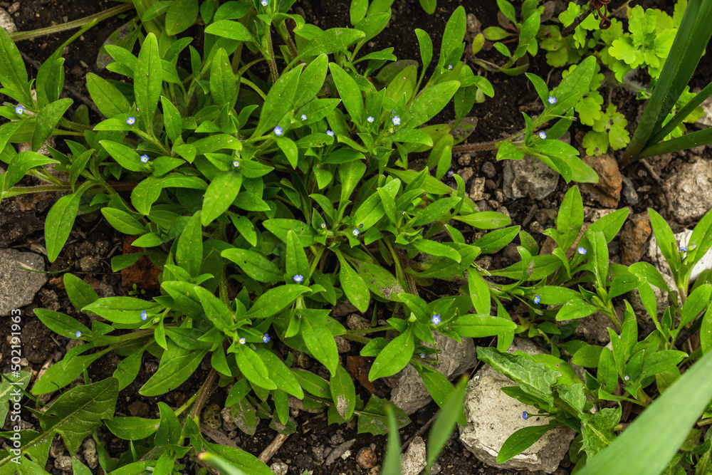 Climbing blooming plant on the stones. Blue flowers, decorative gardening for the Alpine hill Climbing blooming plant on the stones. Blue flowers, decorative gardening for the Alpine hill