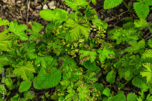Blooming red currant bush in the garden. Spring seasonal of growing plants. Gardening concept
